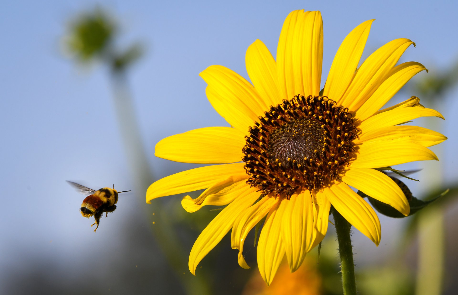 Bumblebee